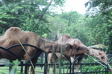 A camel standing behind a fence with green trees in the background.