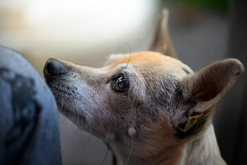 Curious Small Dog Looking Up with Bright Eyes and Soft Background in Pet Portrait