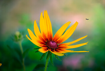 Vibrant Yellow and Red Rudbeckia Flower in Bloom with Soft Colorful Bokeh Background