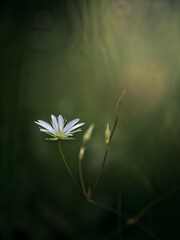Single White Wildflower Blooming in Soft Light with Dark Green Minimalist Background
