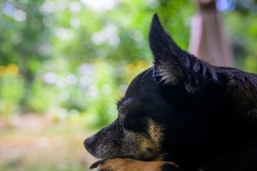 Black Dog Relaxing Outdoors with Soft Green Bokeh Background in Peaceful Portrait