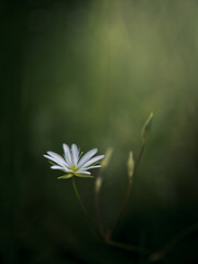 Single White Wildflower Blooming in Soft Light with Dark Green Minimalist Background