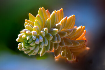 Golden Succulent Spiral Close-Up with Soft Bokeh and Vibrant Colors