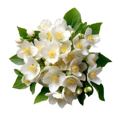 Obraz premium Beautiful Jasmine Bouquet White Blossoms Green Leaves