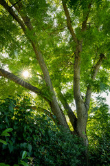 Rays of sunlight breaking through the canopy of a mighty black walnut tree (Juglans nigra).