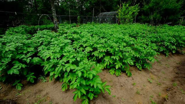 Rows of variety of potato plants sway or bent in wind gust while growing tubers in mounds of soil rich in sand in vegetable garden