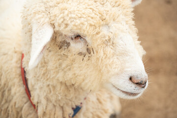 Close up photo of White merino sheep in the barn. Concept for World Animal Day