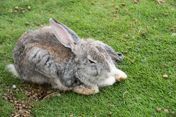 Close-up photo of rabbits are grazing and sunbathing in the grassy yard in the morning. Concept for World animal day