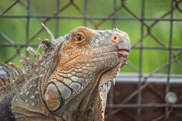 Close-up photo of adult Orange American Iguana face with open eye and detailed skin.