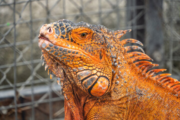 Close-up photo of adult Orange American Iguana face with open eye and detailed skin.