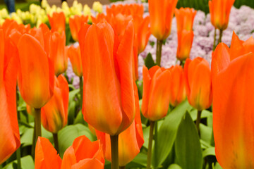 A carpet of tulips in the Keukenhof flower garden, Netherlands
