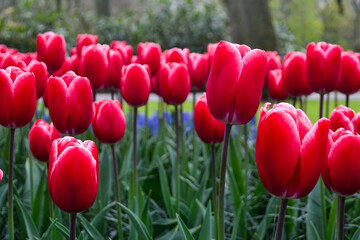 A carpet of tulips in the Keukenhof flower garden, Netherlands