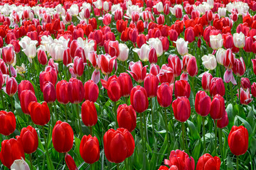 A carpet of tulips in the Keukenhof flower garden, Netherlands