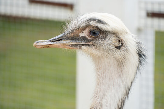 Close up photo of Rhea bird or South American ostrich are large flightless birds. Concept for World Animal Day
