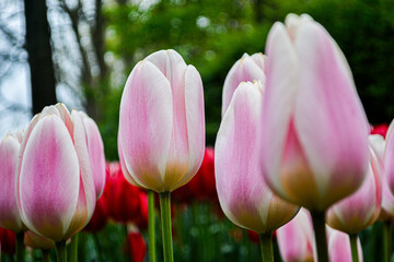 A carpet of tulips in the Keukenhof flower garden, Netherlands