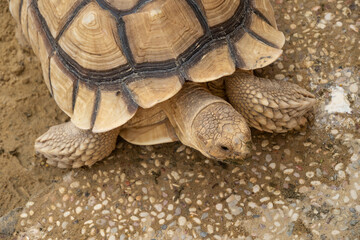 Close-up photo of Sulcata tortoise or African spurred tortoise (Centrochelys sulcata) walking...