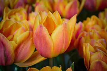 A carpet of tulips in the Keukenhof flower garden, Netherlands