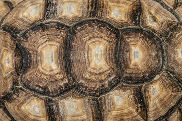 Close-up photo of Sulcata tortoise or African spurred tortoise (Centrochelys sulcata) shell carapace pattern. Concept for World Animal Day