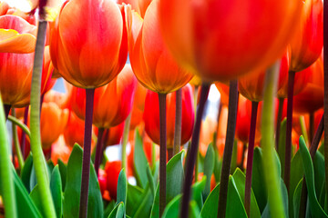 A carpet of tulips in the Keukenhof flower garden, Netherlands