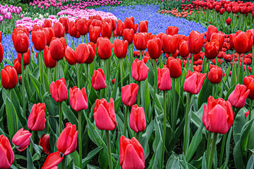 A carpet of tulips in the Keukenhof flower garden, Netherlands