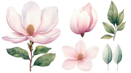 Magnolia blossom with soft pink flowers illustration isolated on white background