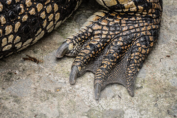 Close-up photo of The saltwater crocodile (Crocodylus porosus) rear limb leg with textured hard...
