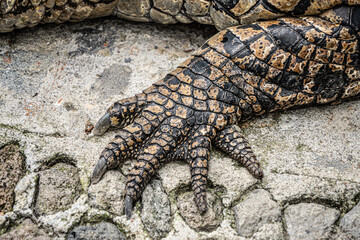 Close-up photo of The saltwater crocodile (Crocodylus porosus) front limb leg with textured hard...