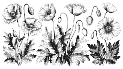 Hand-drawn poppy flower illustration set with botanical details in vintage engraving style for floral design, decor, and nature-inspired artwork
