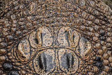 Close-up photo of The saltwater crocodile (Crocodylus porosus) back with textured hard scales....