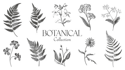 Vintage botanical illustration set featuring hand-drawn flowers, ferns, and leaves with elegant monochrome line art for natural design projects
