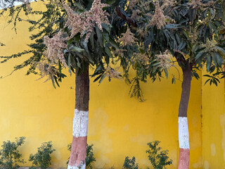 Two trees with white and brown trunks are growing next to a yellow wall