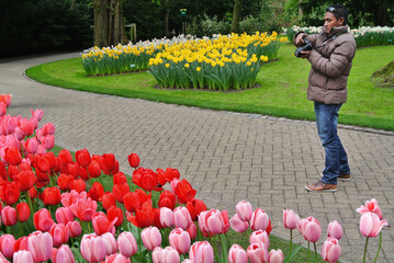 A male photographer is taking photos of tulips in the garden.