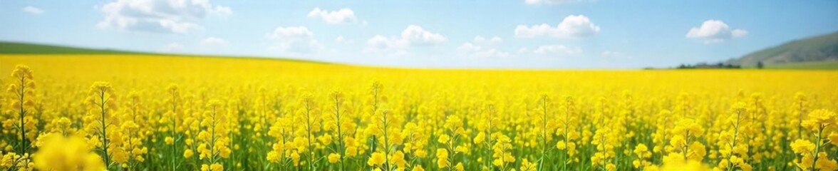 Obraz premium Golden Canola Field in Full Bloom Under a Bright Spring Sky Vibrant Yellow Flowers Stretching to the Horizon, Bathed in Sunlight, Perfect for Spring Nature and Agriculture Themes.
