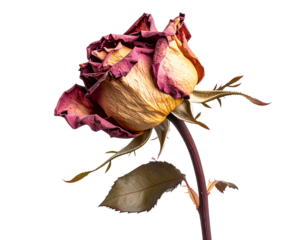 Single Wilted Rose with Drooping Petals, Transparent PNG