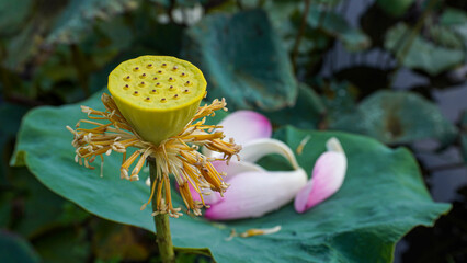 Close-up of a lotus seed pod with fallen petals on a large green leaf in a natural pond setting.


