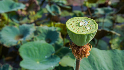 Close-up of a lotus seed pod with fallen petals on a large green leaf in a natural pond setting.

