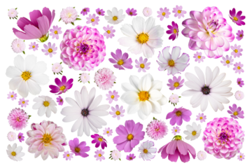 Colorful summer autumn background of flowers pink and white cosmos, dahlias, osteospermum and orange marigolds isolated on transparent background with clipping path. Floral Greeting card.