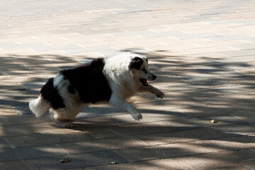 Border collie dog