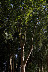 trees in the forest
