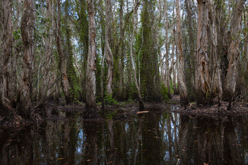 The forest has many trees and vines