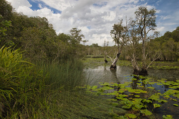 Many trees and aquatic plants in the wetland area