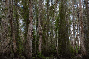 A forest with many trees and vines
