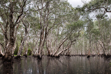 A forest with many trees in a wetland area