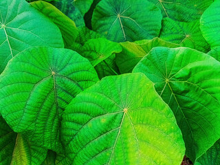 Close up of Alocasia macrorrhizos leaf, also known as Elephant Ear, with striking veins and lush...