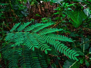Macro shot of Mimosa pudica leaves, also known as the sensitive plant, showcasing fine green...