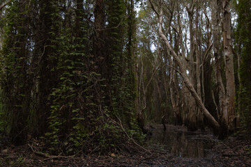 A forest with many trees and vines in the botanical garden