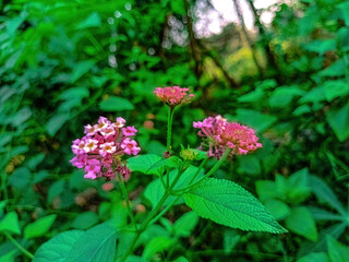 Macro shot of Lantana camara in full bloom, displaying vivid pink flowers with yellow centers...