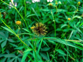 Close up of Bidens pilosa seeds with sharp black bristles and white tips, scattered naturally on...