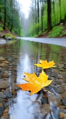 Mottled Maple Leaves on Wet Forest Floor