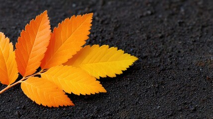 Orange and Yellow Autumn Leaves on Dark Damp Ground